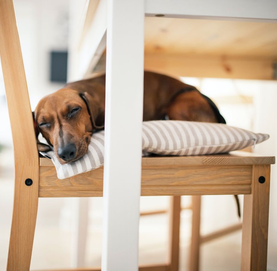 Hund schläft in einem Esszimmerstuhlbezug