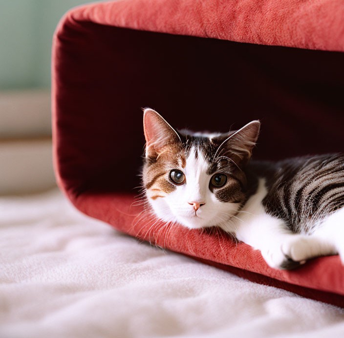 Katze auf Rotem Katzenbett